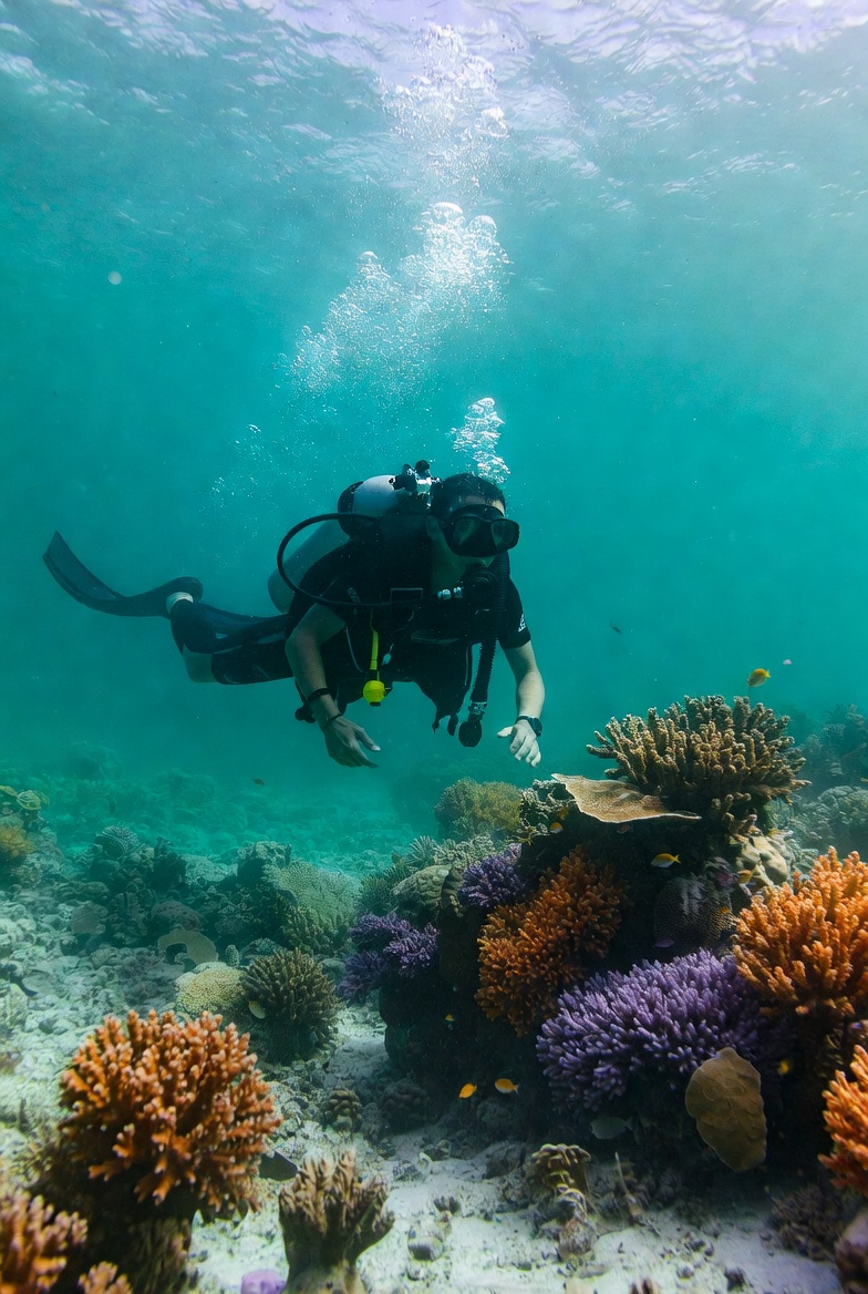 Scuba diver exploring the Caribbean sea